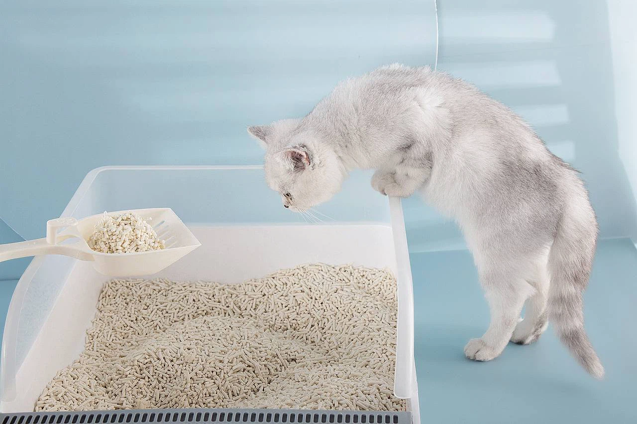 Vacuum-Packed Cat Litter Vacuum-Packed Cat Litter